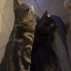 Images de profil de Océane - Blooming Pets - Petsitting et garde d'animaux à domicile