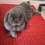 Sirius Mon Lapin  Bélier Français Mâle stérilisé - Garde d'animaux à domicile