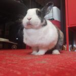 Willow Mon Lapin  Race Inconnue Femelle stérilisée - Garde d'animaux à domicile