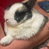 Images de profil de Ophélie - Blooming Pets - Petsitting et garde d'animaux à domicile