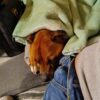 Images de profil de Ophélie - Blooming Pets - Petsitting et garde d'animaux à domicile