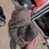 Images de profil de Ophélie - Blooming Pets - Petsitting et garde d'animaux à domicile