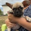 Images de profil de Ophélie - Blooming Pets - Petsitting et garde d'animaux à domicile