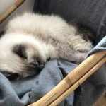 Flocon Mon Chat  Sacré de Birmanie Mâle stérilisé - Garde d'animaux à domicile