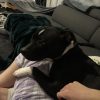 Images de profil de Oriane - Blooming Pets - Petsitting et garde d'animaux à domicile