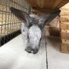 Images de profil de Oriane - Blooming Pets - Petsitting et garde d'animaux à domicile