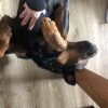 Images de profil de Oriane - Blooming Pets - Petsitting et garde d'animaux à domicile
