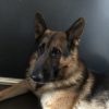 Images de profil de Oriane - Blooming Pets - Petsitting et garde d'animaux à domicile