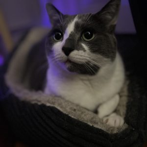 Sirius