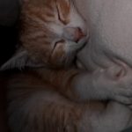 Fefe Mon Chat  Européen Femelle - Garde d'animaux à domicile