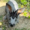 Images de profil de Dana - Blooming Pets - Petsitting et garde d'animaux à domicile