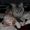 Images de profil de Dana - Blooming Pets - Petsitting et garde d'animaux à domicile