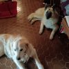 Images de profil de Dana - Blooming Pets - Petsitting et garde d'animaux à domicile