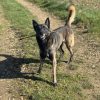 Images de profil de Dana - Blooming Pets - Petsitting et garde d'animaux à domicile