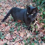 Tawa Mon Chat  Européen Mâle - Garde d'animaux à domicile