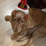 Eden Mon Chien  Cocker Anglais Mâle stérilisé - Garde d'animaux à domicile