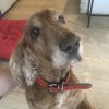 Images de profil de Léo - Blooming Pets - Petsitting et garde d'animaux à domicile