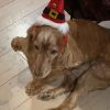 Images de profil de Léo - Blooming Pets - Petsitting et garde d'animaux à domicile