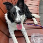 Kong Mon Chien  Border Collie Femelle - Garde d'animaux à domicile