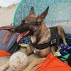 Images de profil de Corinne - Blooming Pets - Petsitting et garde d'animaux à domicile