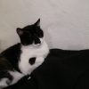 Images de profil de Corinne - Blooming Pets - Petsitting et garde d'animaux à domicile