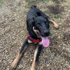 Images de profil de Siloe - Blooming Pets - Petsitting et garde d'animaux à domicile