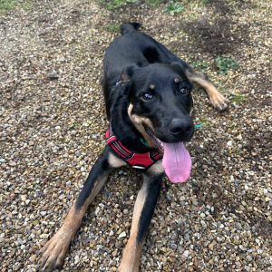 Images de profil de Siloe - Blooming Pets - Petsitting et garde d'animaux à domicile
