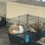 Cookie Rachelle - Blooming Pets - Petsitting et garde d'animaux à domicile