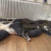 Rachelle - Blooming Pets - Petsitting et garde d'animaux à domicile