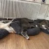 Rachelle - Blooming Pets - Petsitting et garde d'animaux à domicile