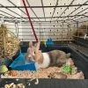 Rachelle - Blooming Pets - Petsitting et garde d'animaux à domicile