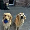 Rachelle - Blooming Pets - Petsitting et garde d'animaux à domicile