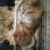 Rachelle - Blooming Pets - Petsitting et garde d'animaux à domicile