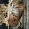 Rachelle - Blooming Pets - Petsitting et garde d'animaux à domicile