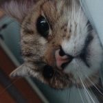 Casimir Tigrou Mon Chat  Chartreux Mâle stérilisé - Garde d'animaux à domicile