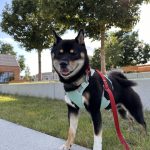 Yuuma Mon Chien  Shiba Inu Mâle - Garde d'animaux à domicile