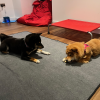 Images de profil de Maud - Blooming Pets - Petsitting et garde d'animaux à domicile
