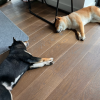 Images de profil de Maud - Blooming Pets - Petsitting et garde d'animaux à domicile