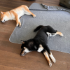 Images de profil de Maud - Blooming Pets - Petsitting et garde d'animaux à domicile