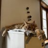 Images de profil de Romane - Blooming Pets - Petsitting et garde d'animaux à domicile