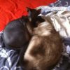 Images de profil de Romane - Blooming Pets - Petsitting et garde d'animaux à domicile