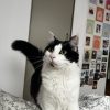 Images de profil de Romane - Blooming Pets - Petsitting et garde d'animaux à domicile