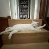 Images de profil de Romane - Blooming Pets - Petsitting et garde d'animaux à domicile