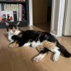 Images de profil de Romane - Blooming Pets - Petsitting et garde d'animaux à domicile