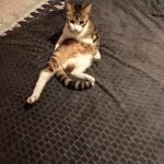 Courage Mon Chat  European Shorthair (Européen) Mâle - Garde d'animaux à domicile