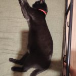 Pirate Mon Chat  European Shorthair (Européen) Mâle - Garde d'animaux à domicile