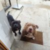 Images de profil de sandrine - Blooming Pets - Petsitting et garde d'animaux à domicile