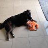 Images de profil de sandrine - Blooming Pets - Petsitting et garde d'animaux à domicile