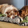 Images de profil de sandrine - Blooming Pets - Petsitting et garde d'animaux à domicile