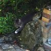 Images de profil de sandrine - Blooming Pets - Petsitting et garde d'animaux à domicile